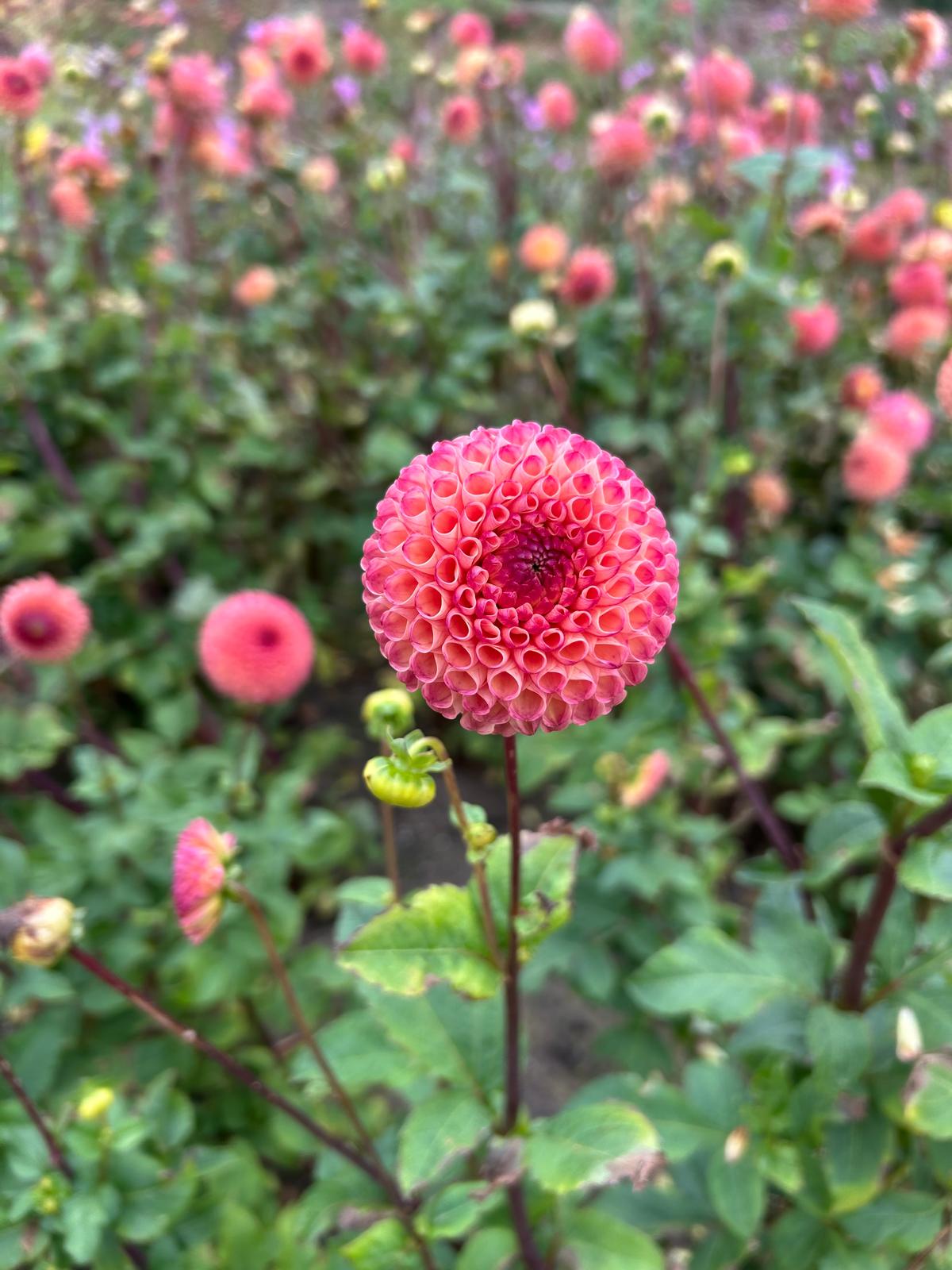 Burlesca stekplant