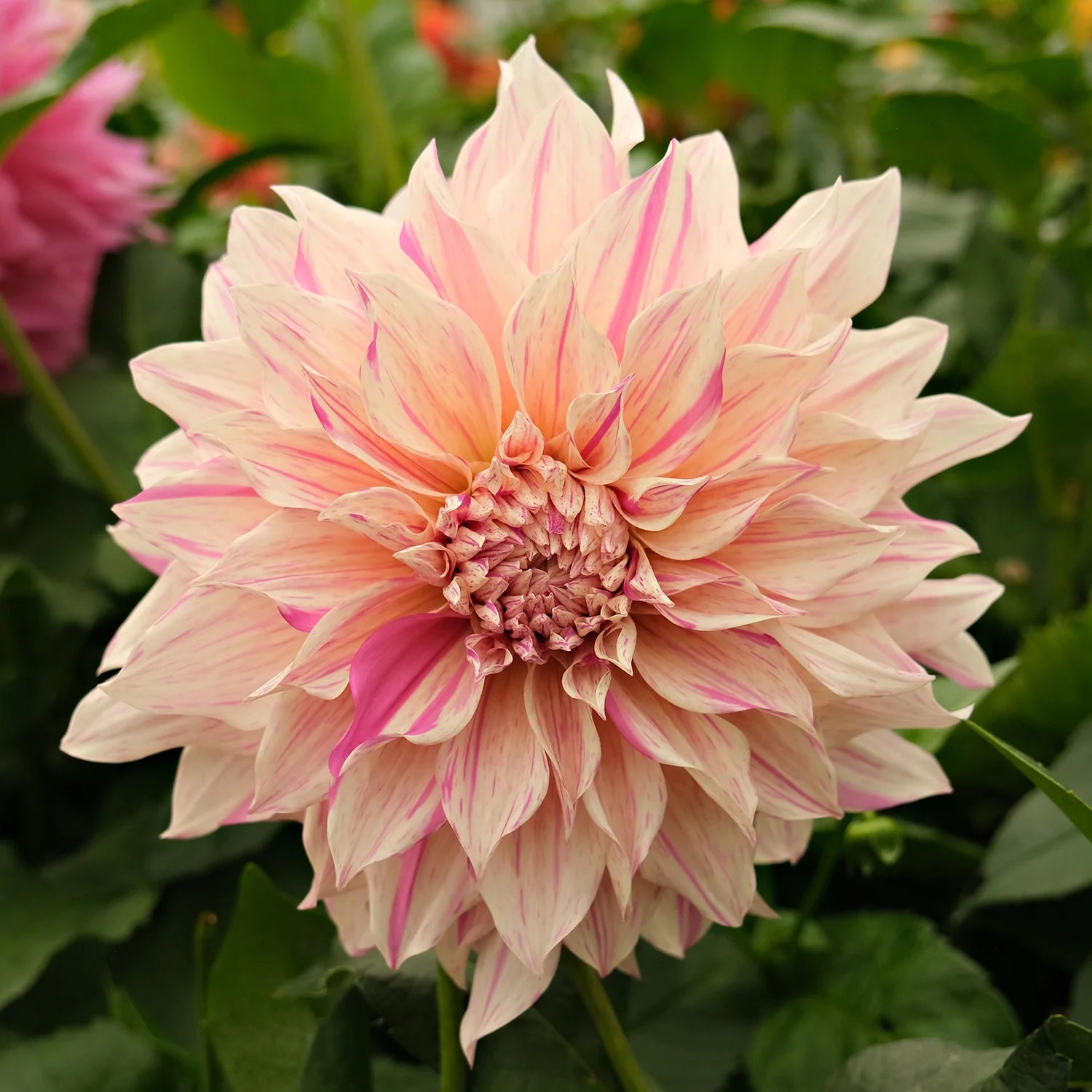 Cafe au Lait Twist stekplant