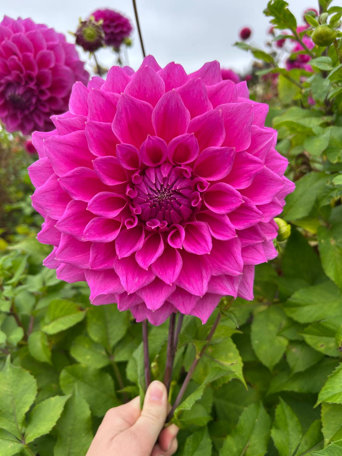 Elma Elizabeth stekplant