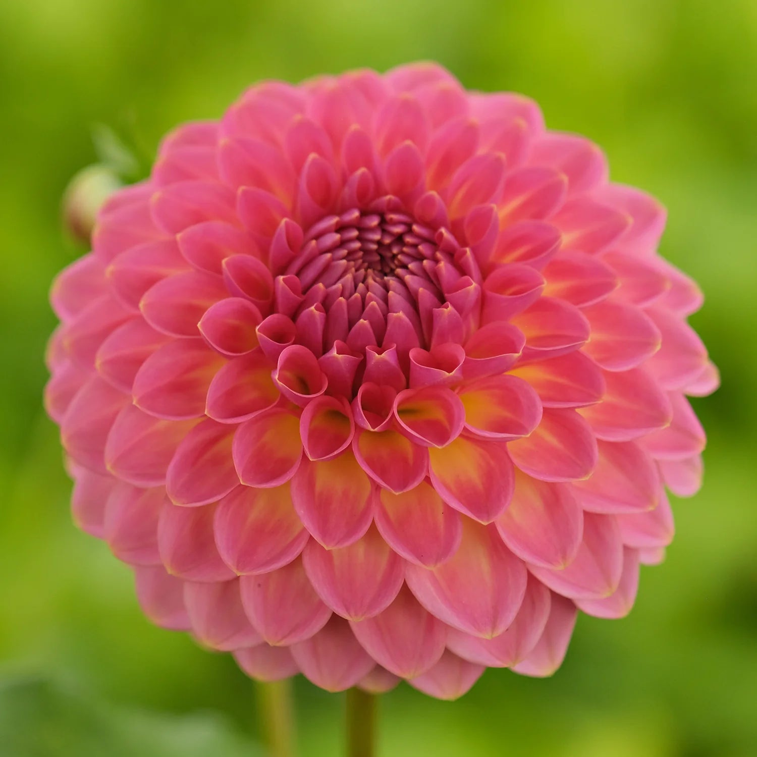 Pink Suffusion stekplant