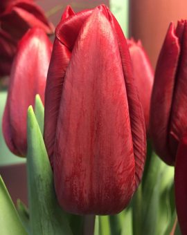 Tulpenbollen Strong Love