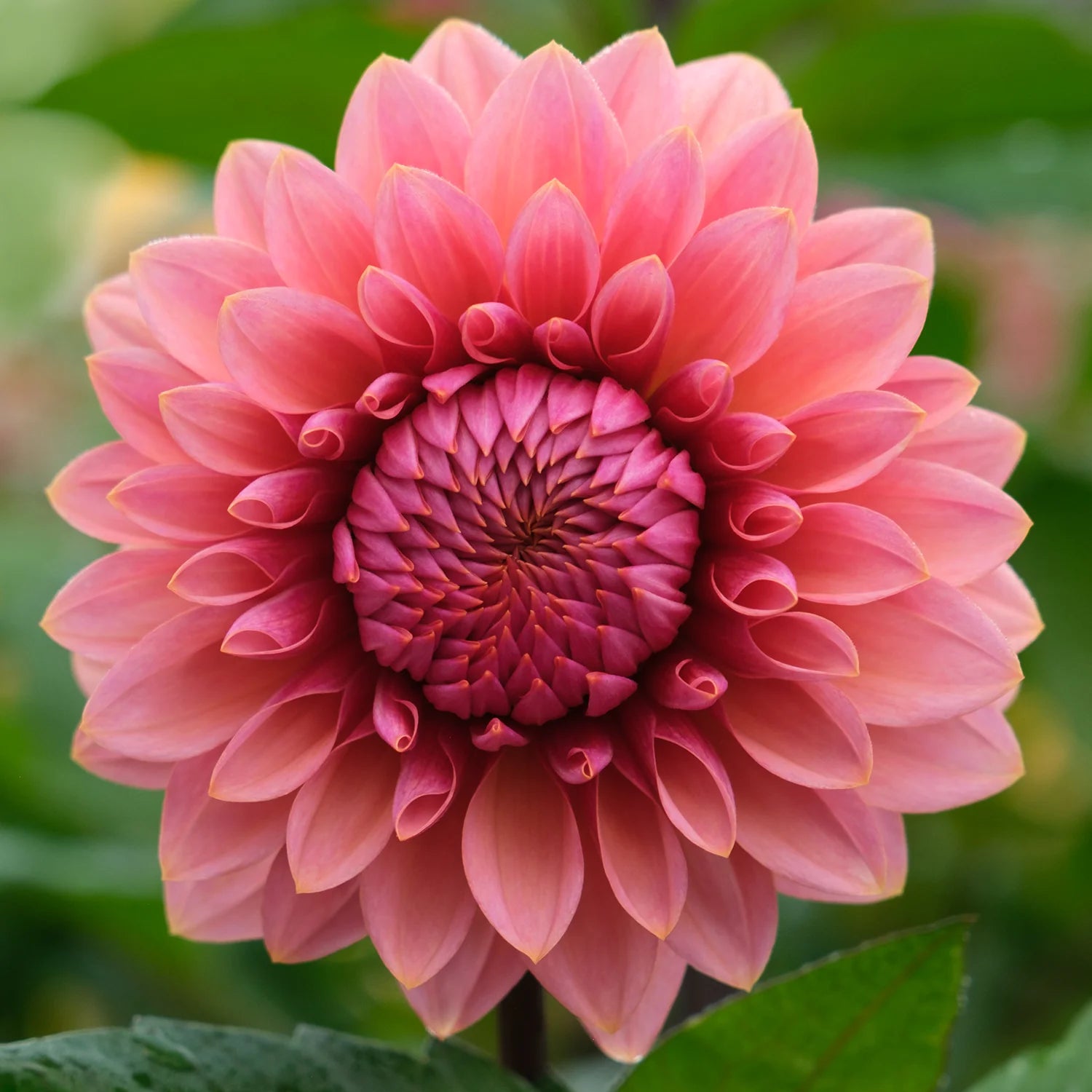Sweet Sanne stekplant