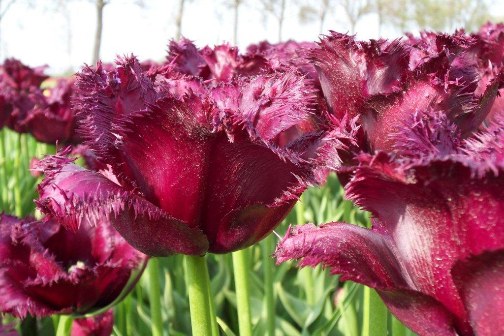 Tulpenbollen Gorilla