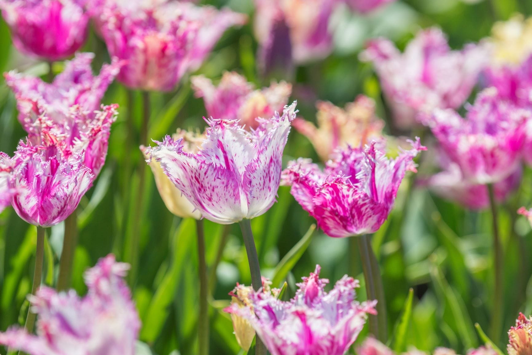 Tulpenbollen Purple Circus
