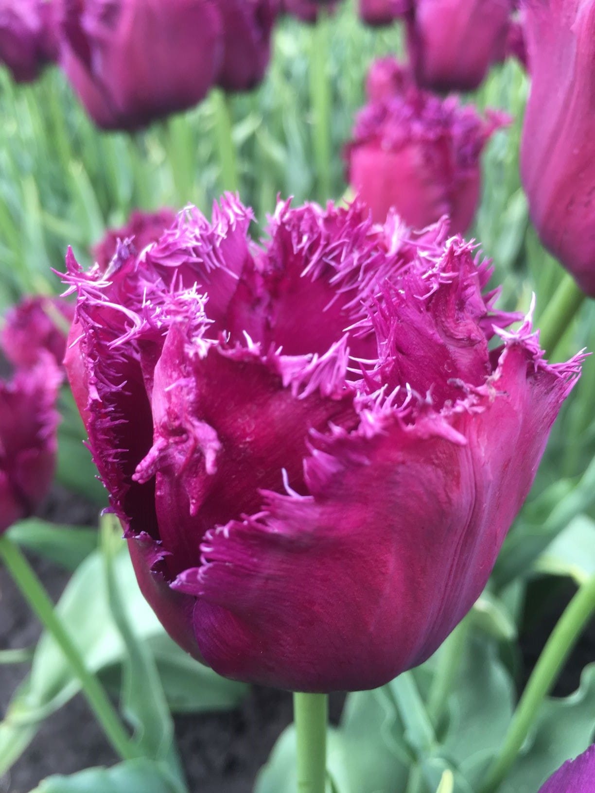 Tulpenbollen Gorilla
