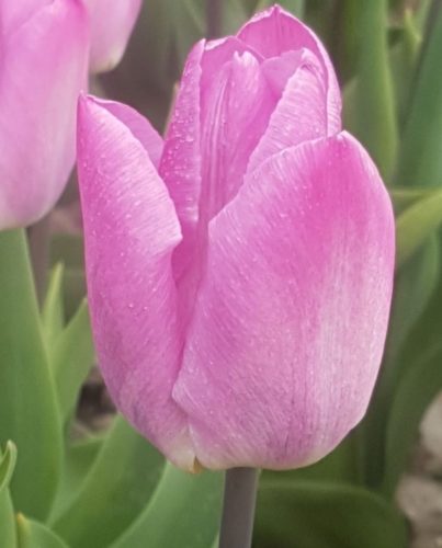 Tulpenbollen Light Pink Prince