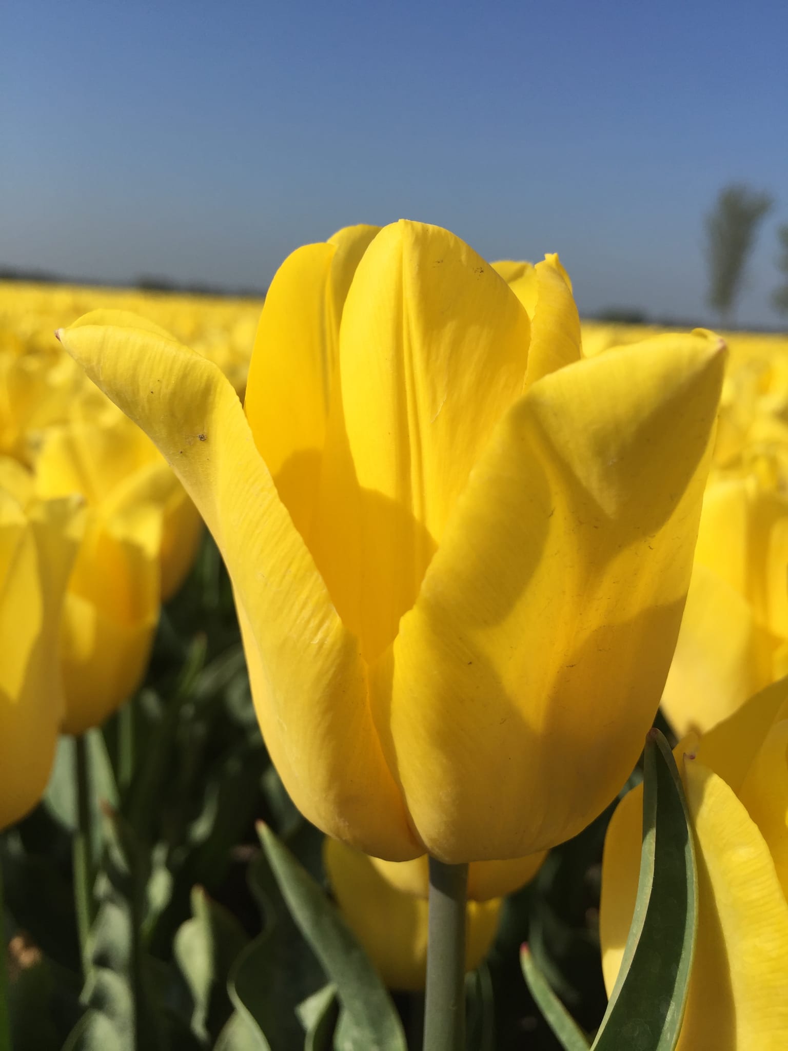 Tulpenbollen Strong Gold