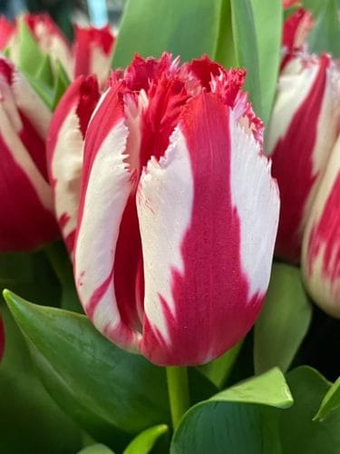 Tulpenbollen Happy Clown