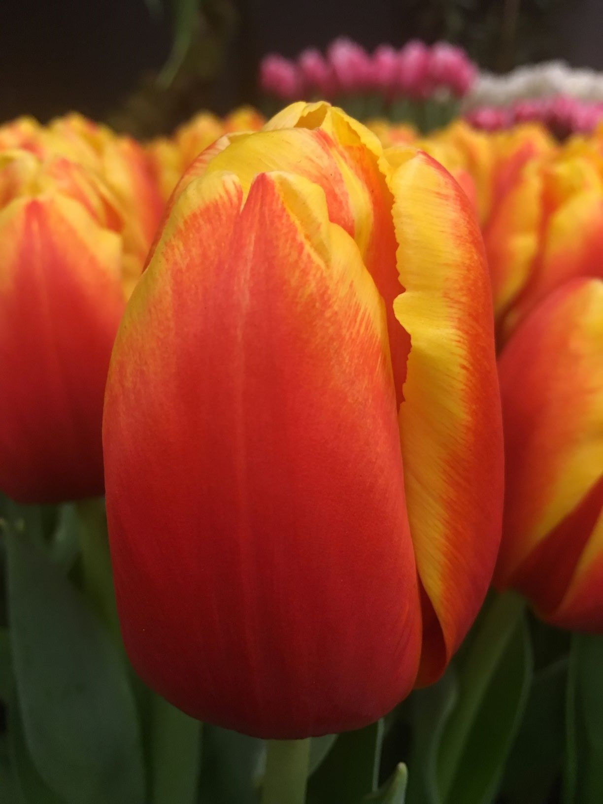 Tulpenbollen Minsk