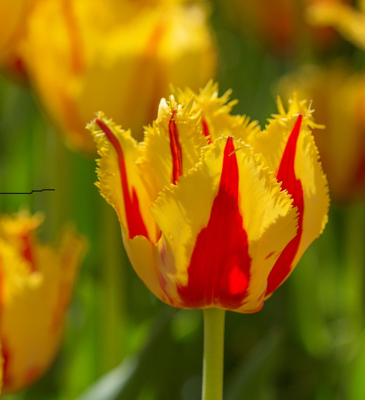 Tulpenbollen Party Clown