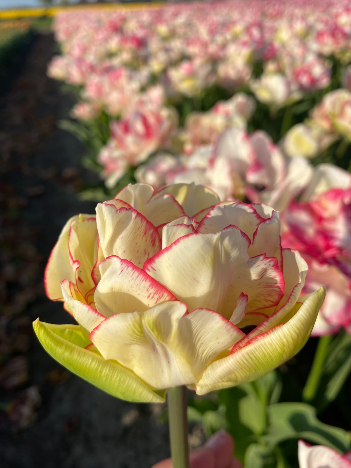 Tulpenbollen Wild Desire