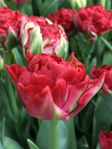 Tulpenbollen Pamplona