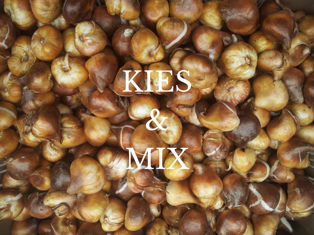 Tulpenbollen kies en mix!