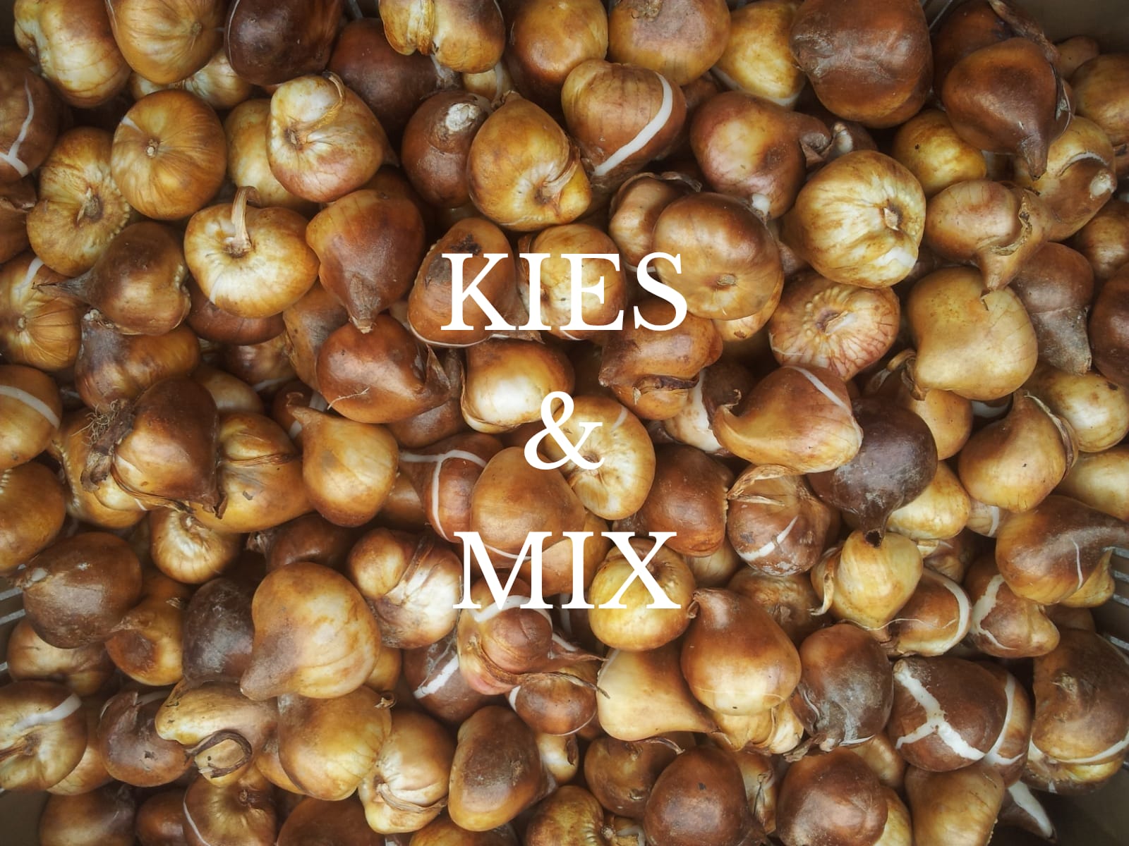 Tulpenbollen kies en mix!