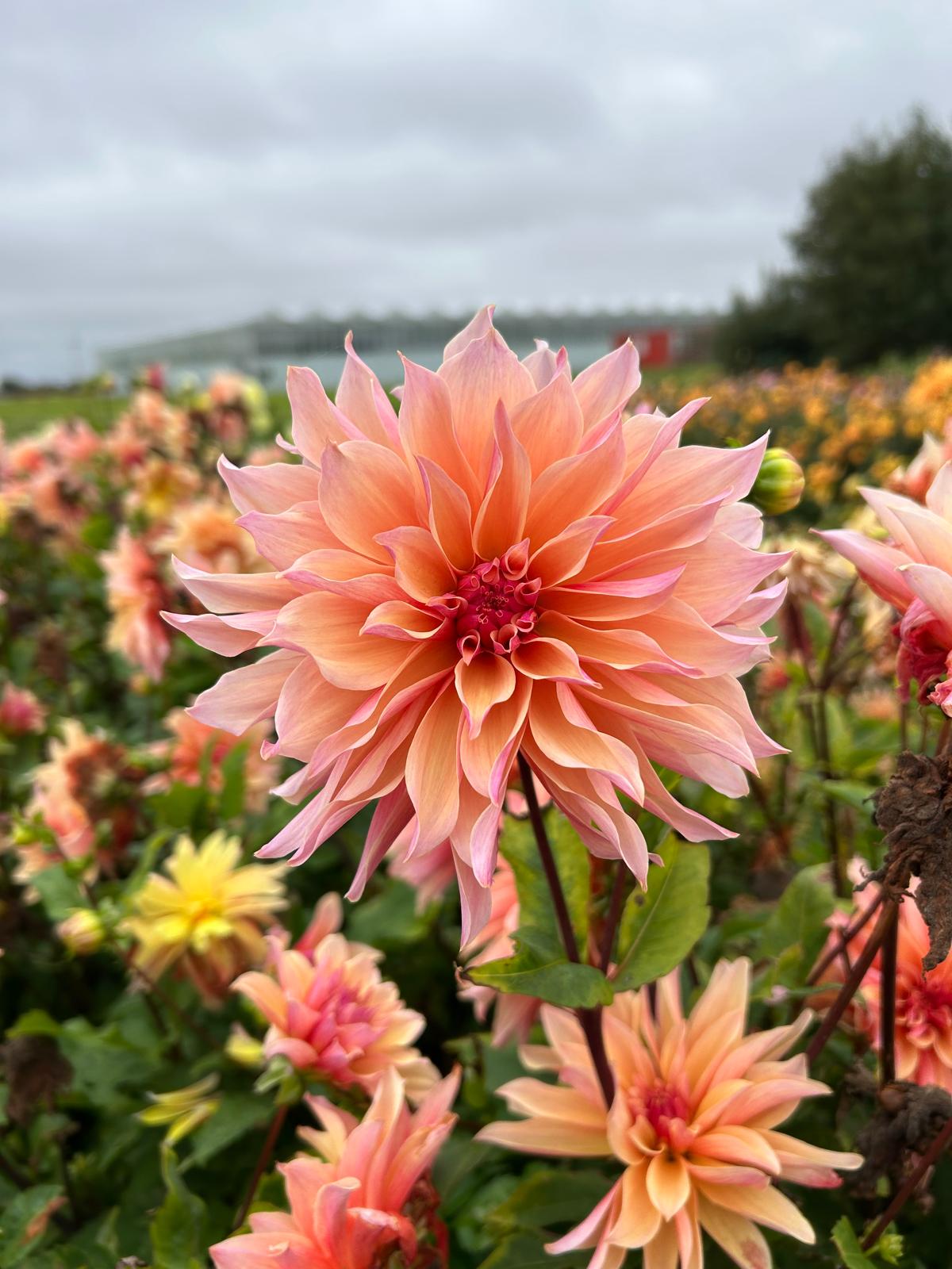 Dahlia Labyrinth