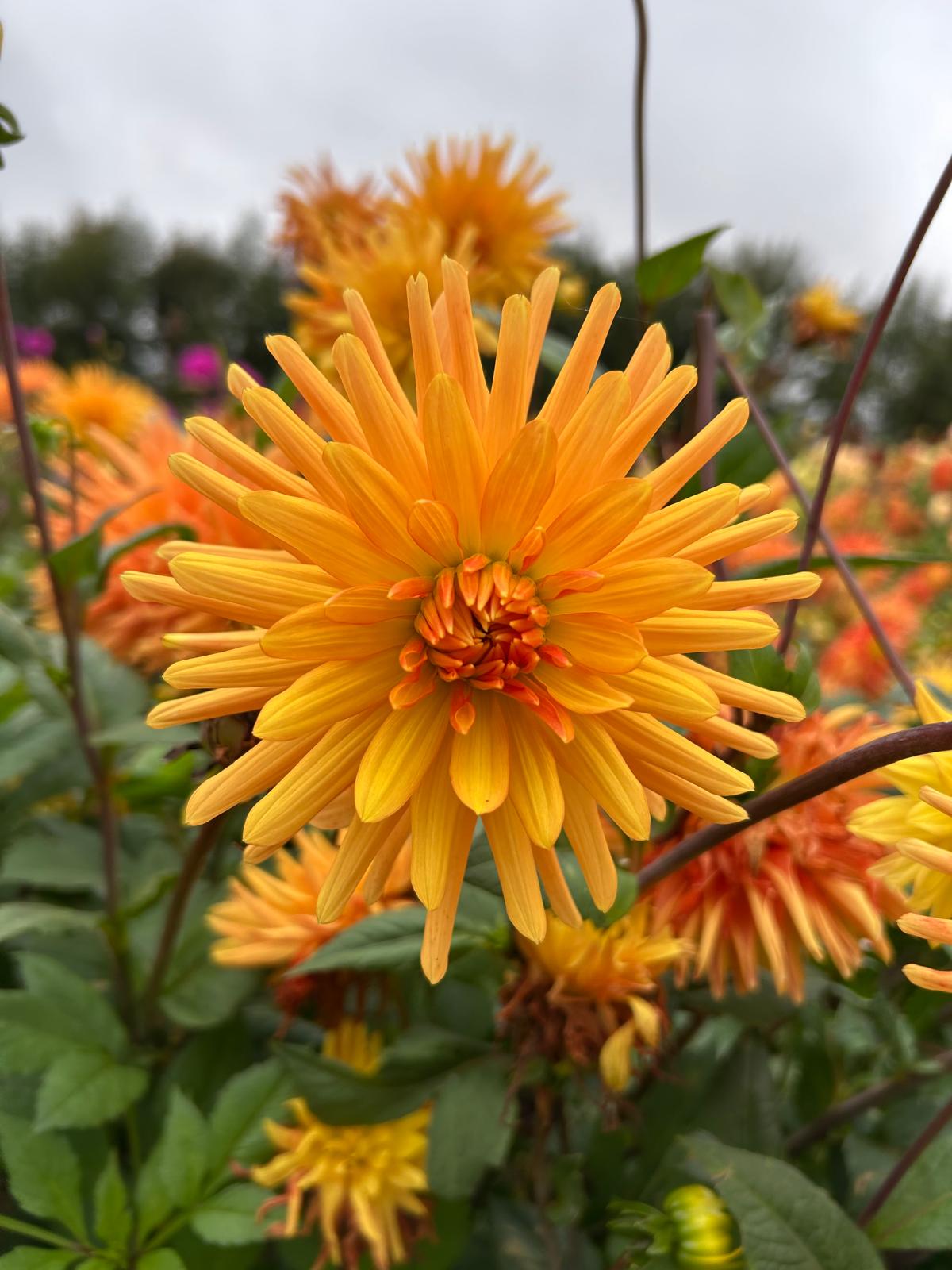 Dahlia Ludwig Helfaut