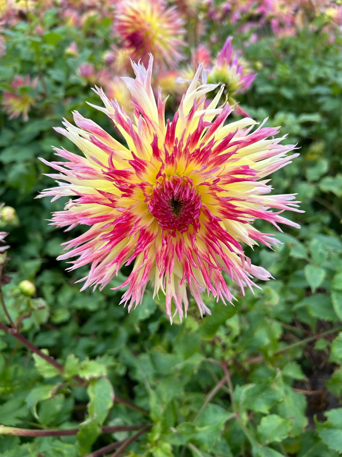 Dahlia Lindsey Michelle