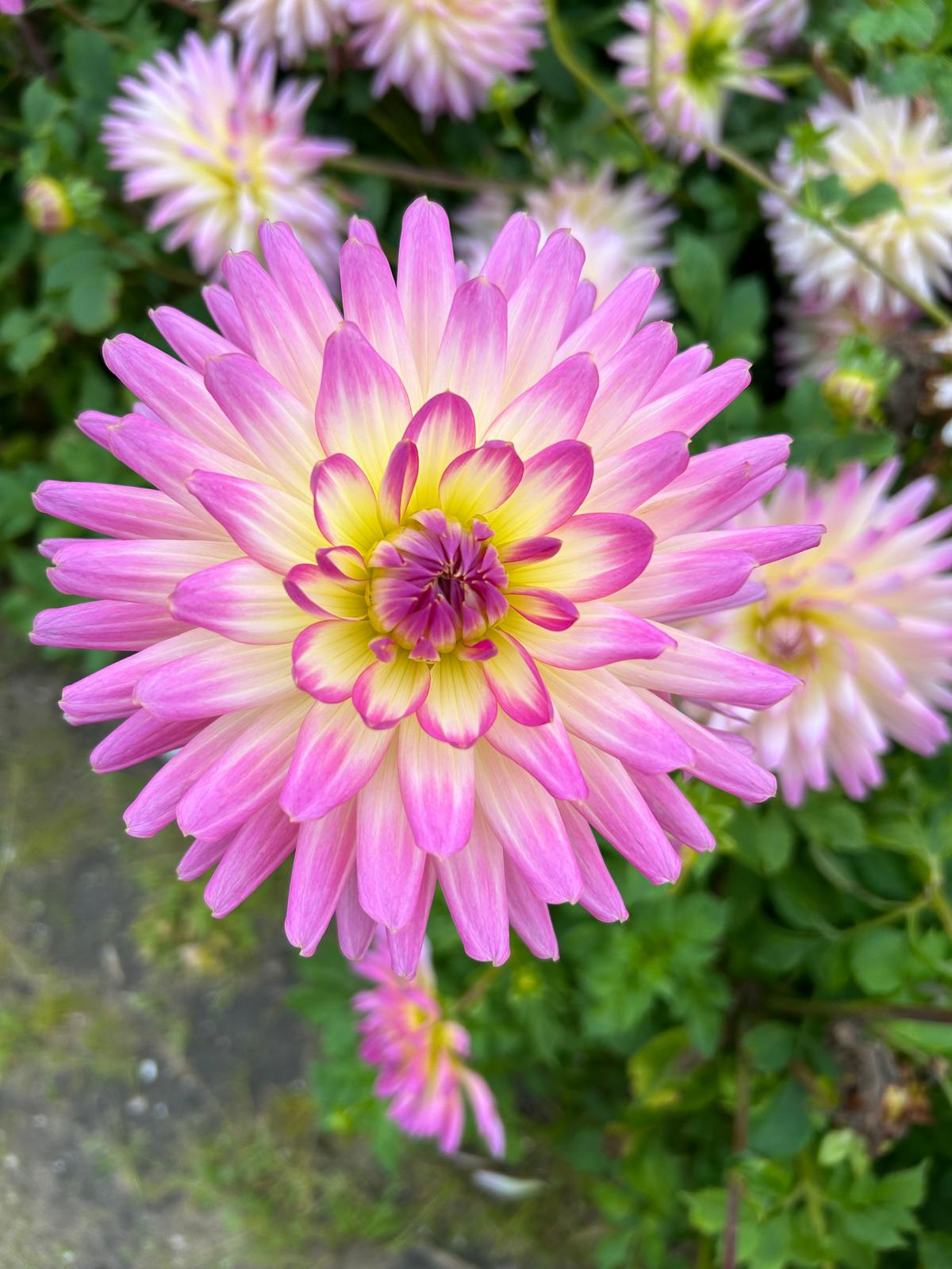 Dahlia Sabrina