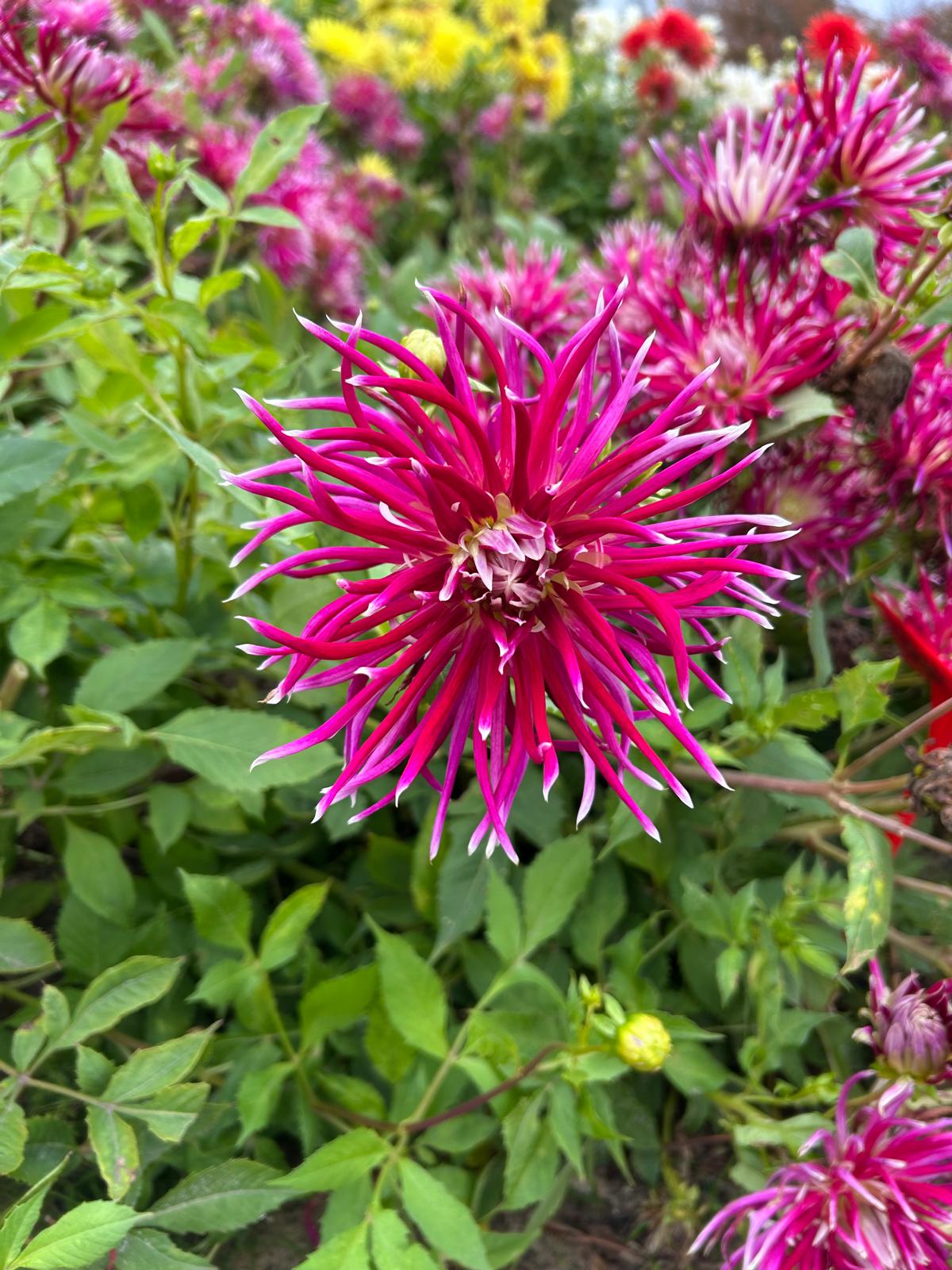 Dahlia Hollyhill Spiderwoman