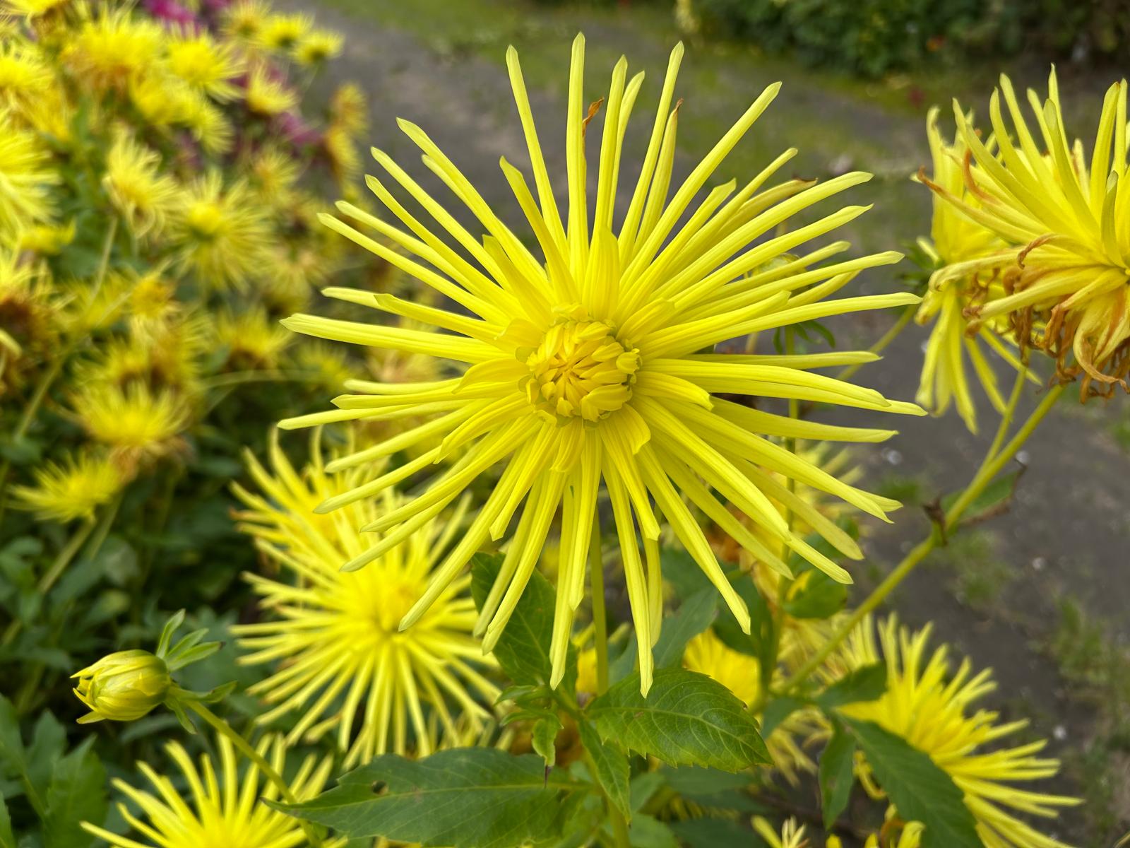 Dahlia Gryson Yellow Spider