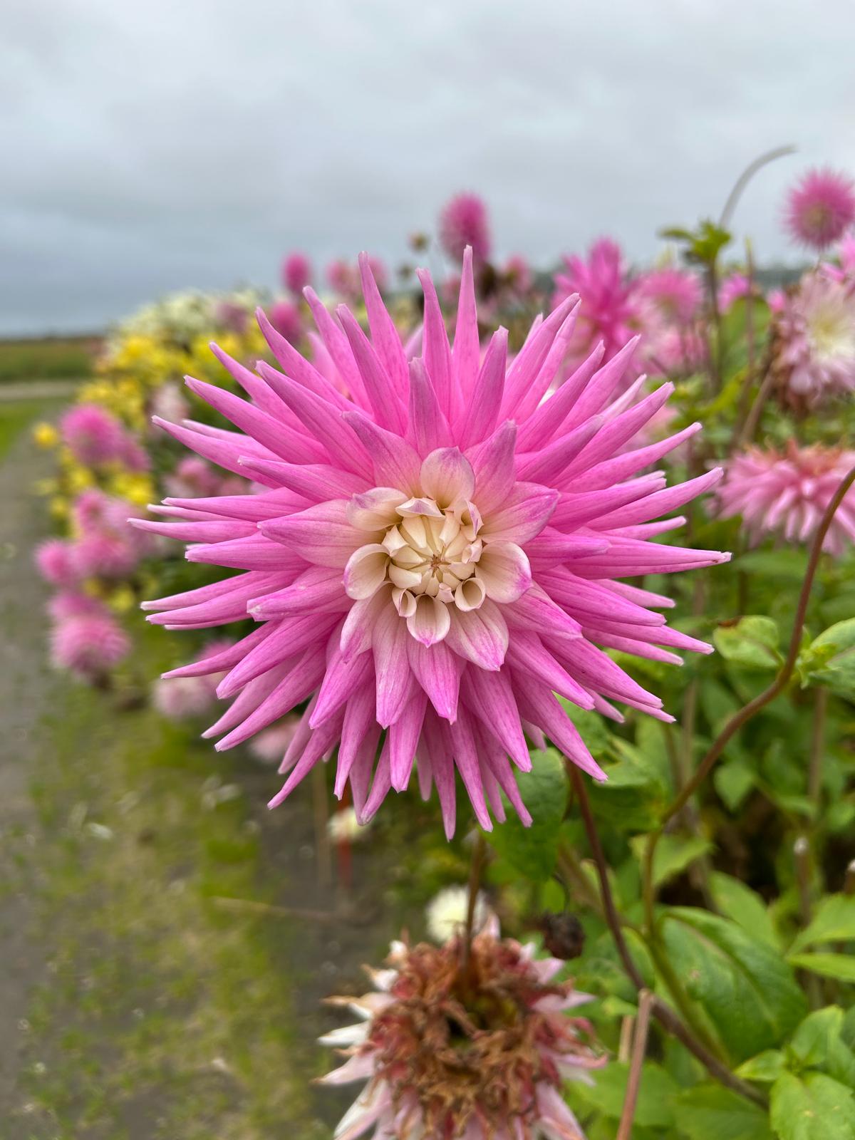 Dahlia Hillcrest Candy