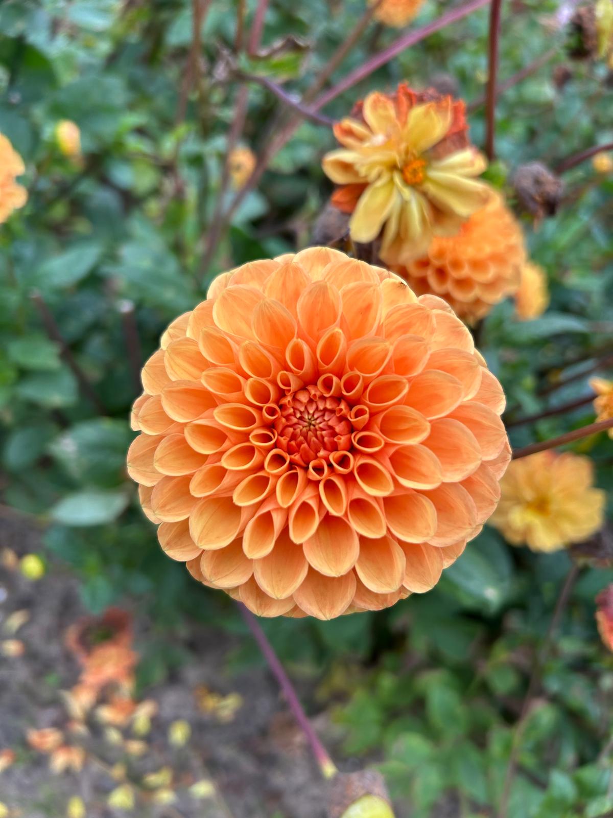 Dahlia Sylvia