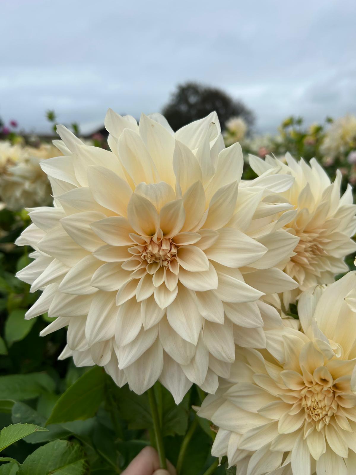 Dahlia Cafe Au Lait