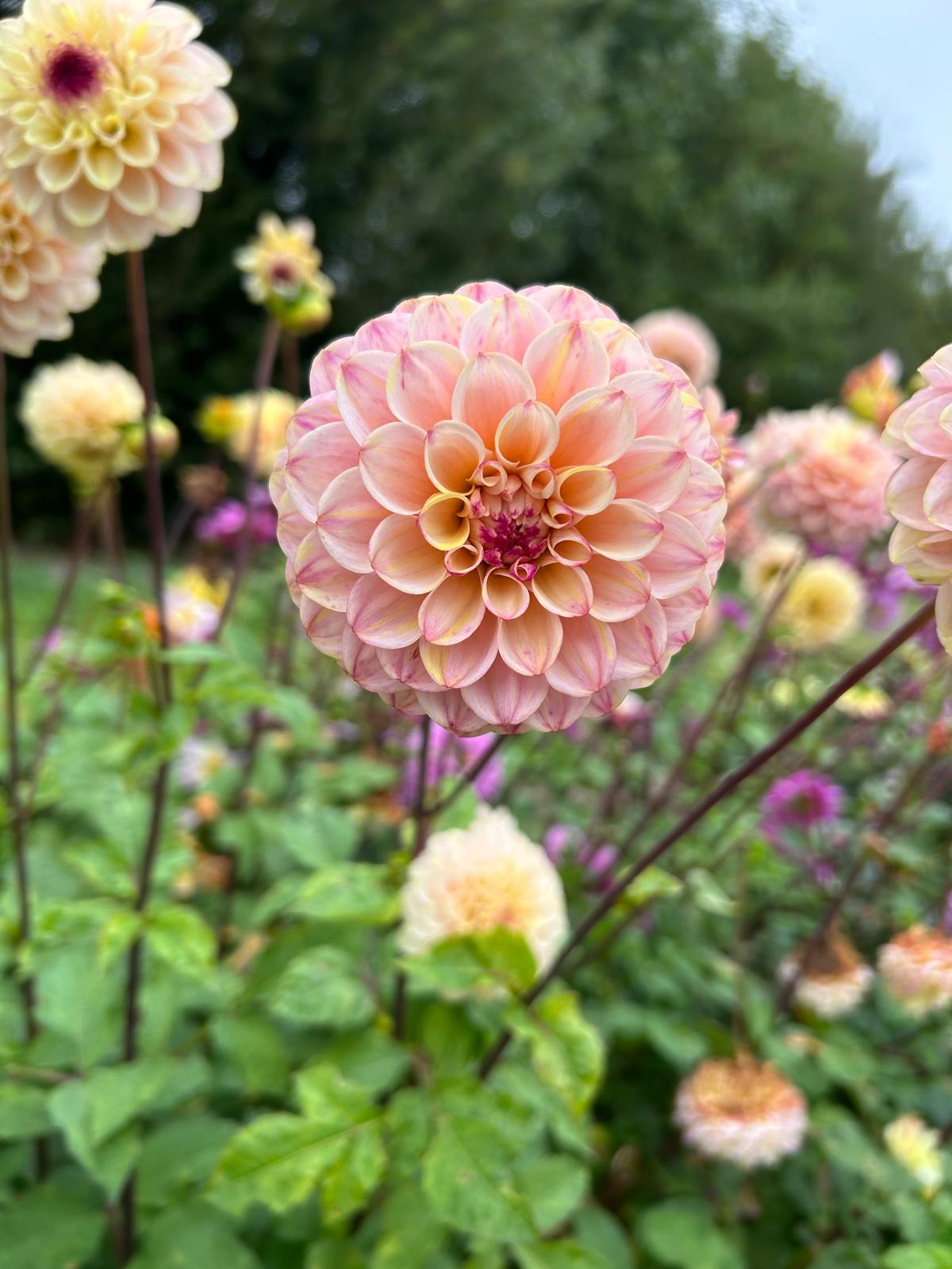 Dahlia Wine Eyed Jill