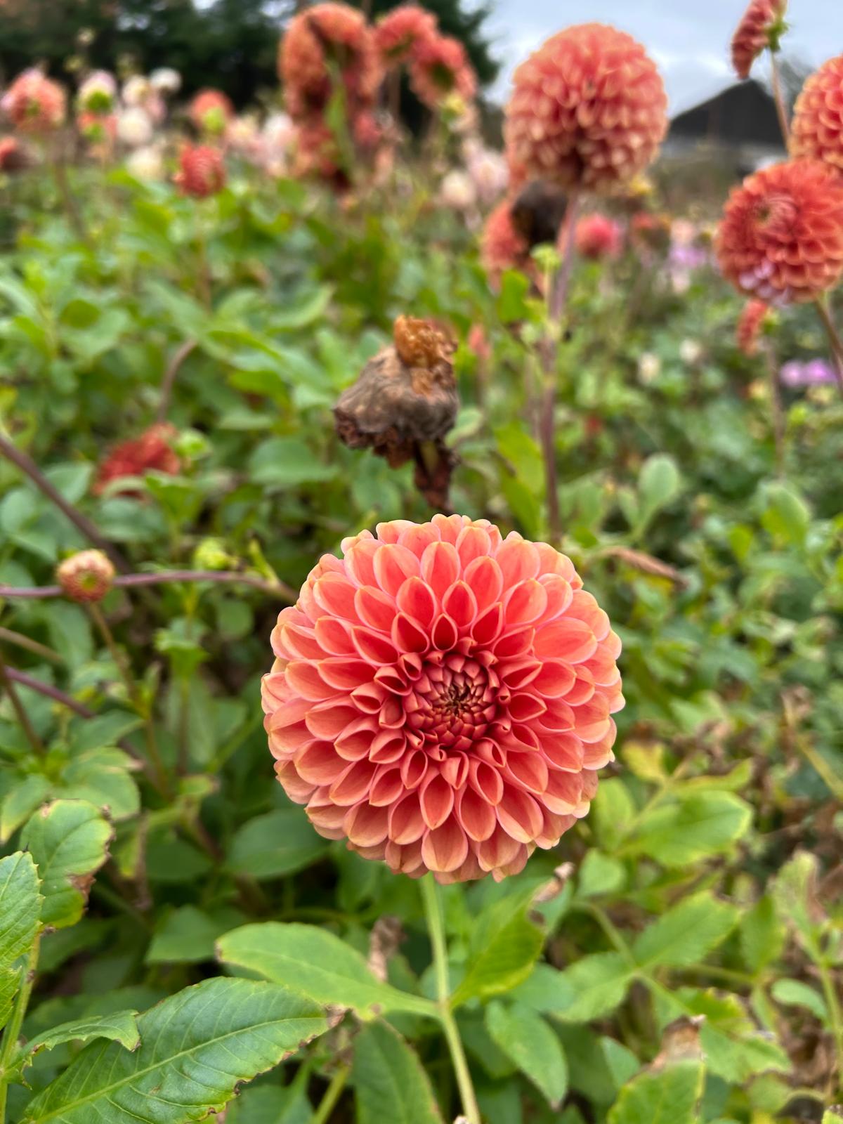 Dahlia Cornel Bronze