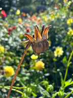 Dahlia bijen/border mix