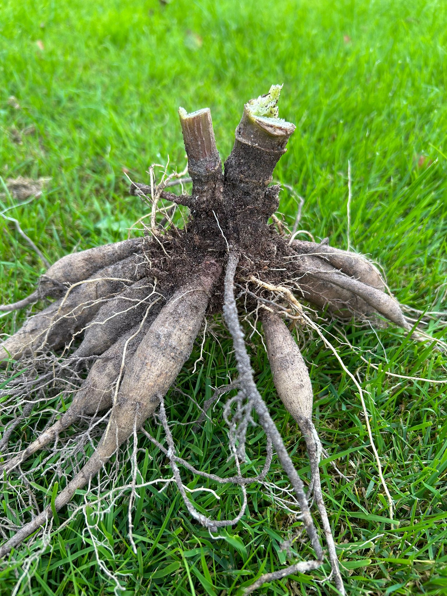Dahlia bijen/border mix