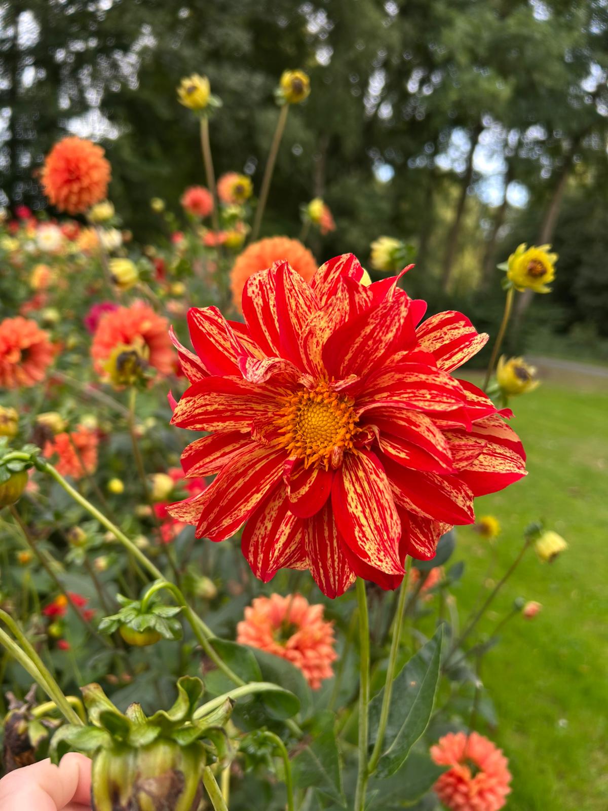 Dahlia bijen/border mix