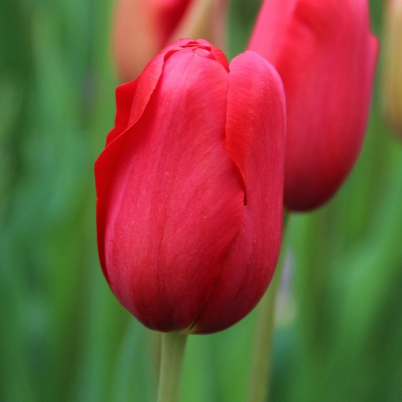 Tulpenbollen Red Mark