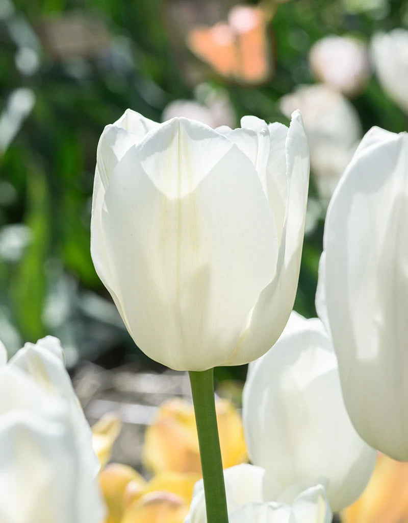Tulpenbollen White Prince